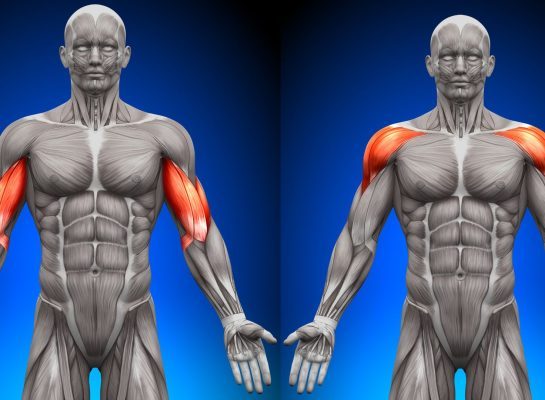 muscle hypertrophy